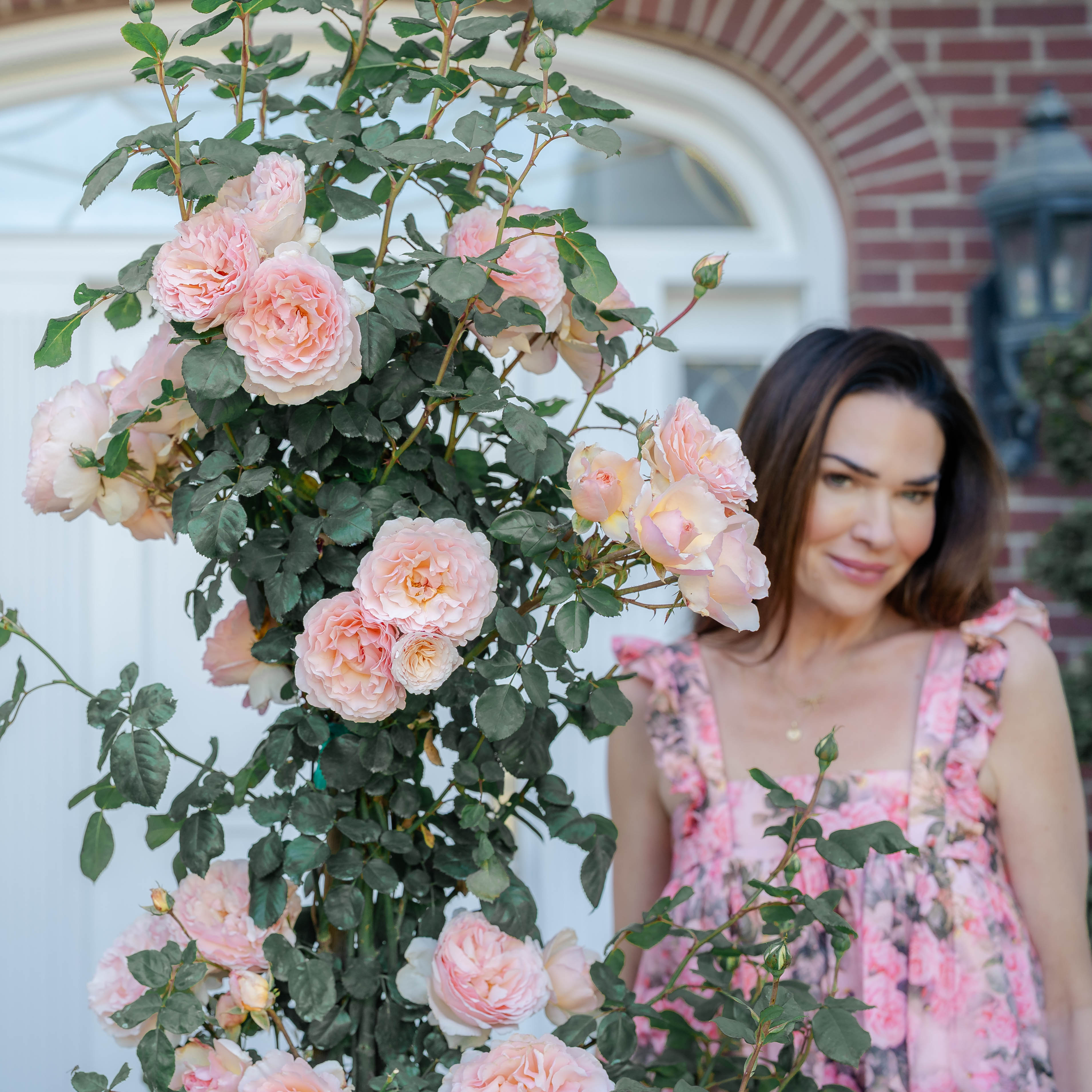 Princesse Charlene de Monaco® Potted Rose Bush