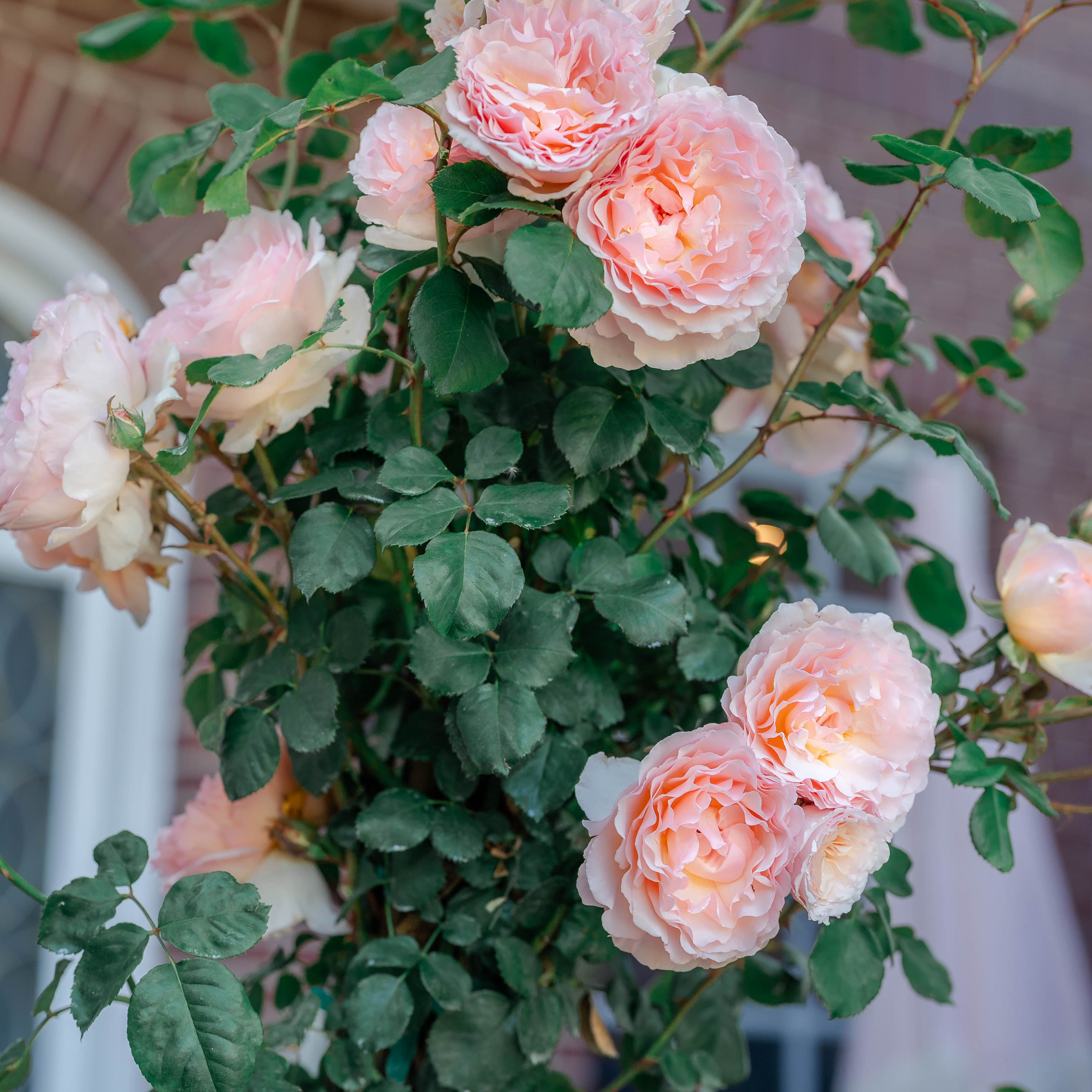 Princesse Charlene de Monaco® Potted Climbing Rose