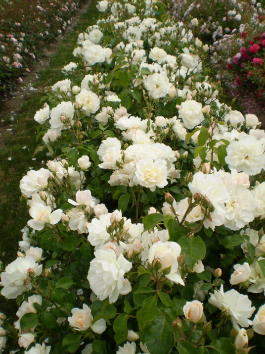 Easy Elegance® Champagne Wishes Bare Root Rose Bush