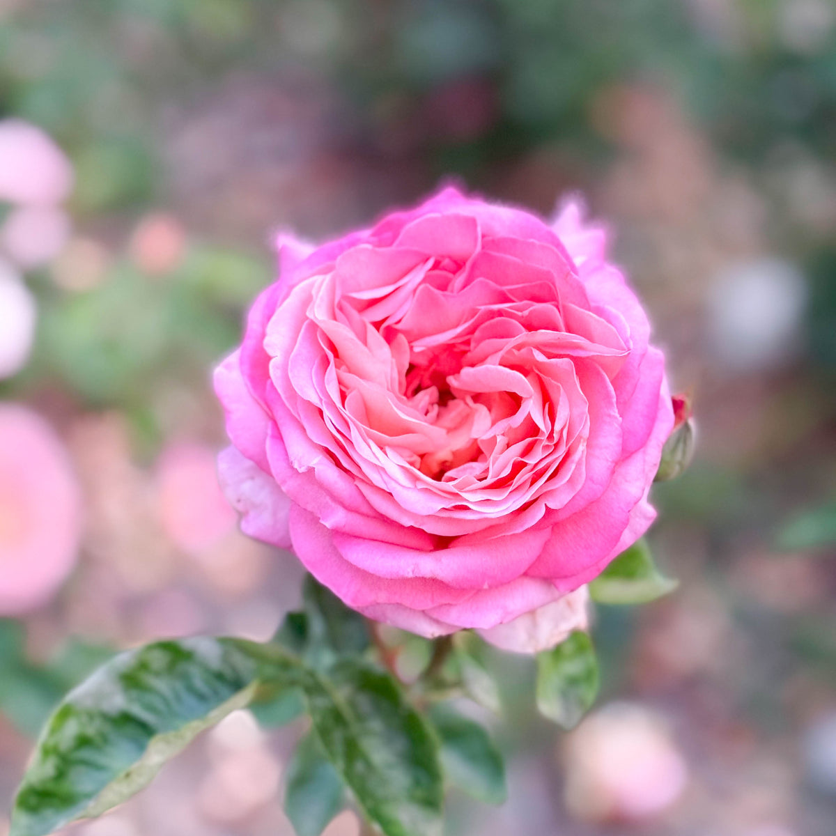 Chicago Peace Bare Root Rose Bush