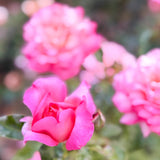 Chicago Peace Bare Root Rose Bush