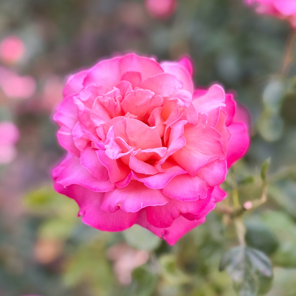 Chicago Peace Bare Root Rose Bush