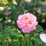 Pink rose with green leaves in a garden setting
