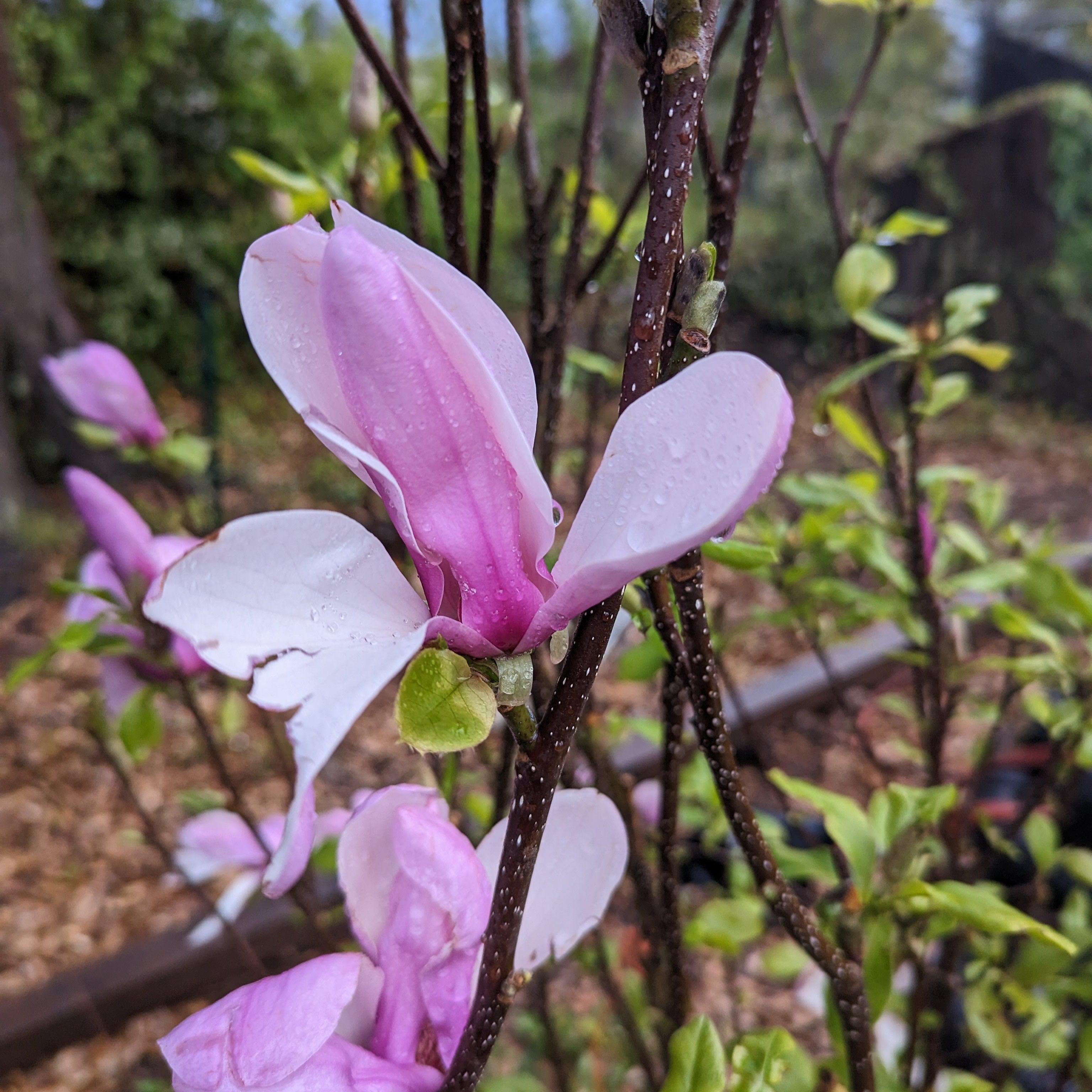 Magnolia 'Jane' Potted Saucer Magnolia Plant