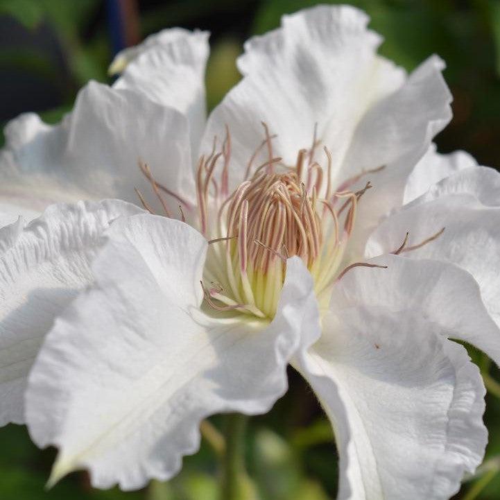 Clematis Hyde Hall™ Potted Clematis Plant