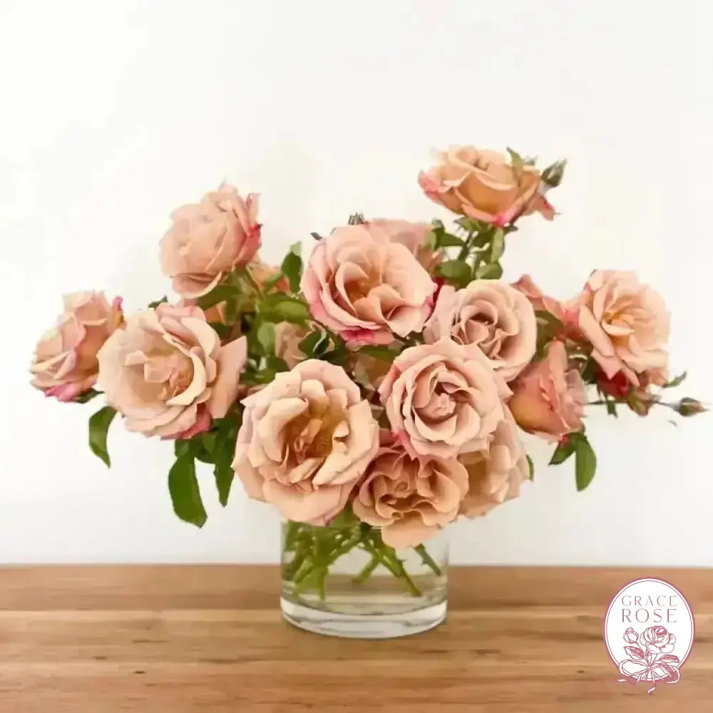 Connie's Sandstorm Potted Rose Bush