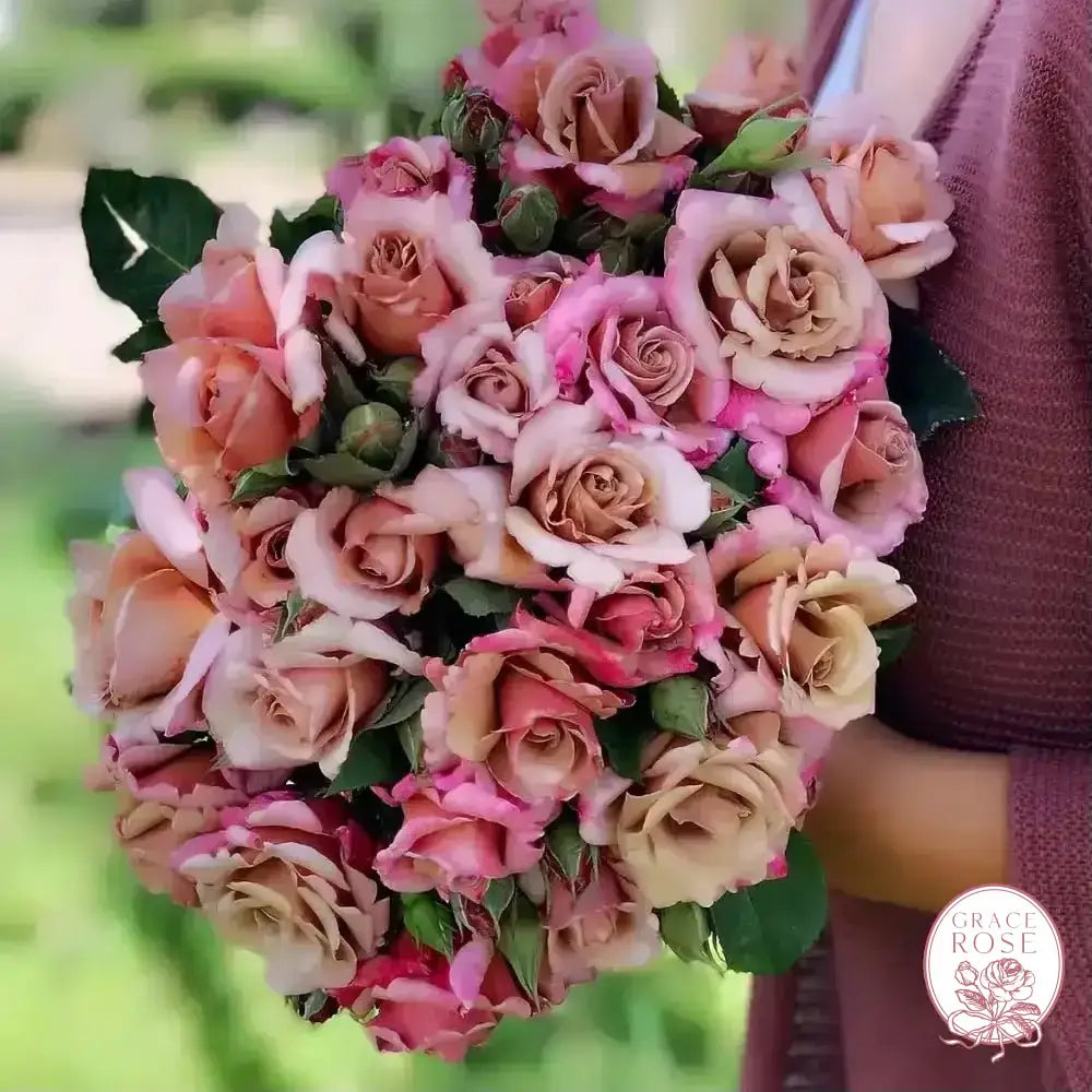 Connie's Sandstorm Potted Rose Bush