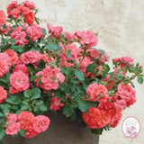 Coral Drift® Potted Tree Rose