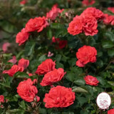 Coral Drift® Potted Tree Rose