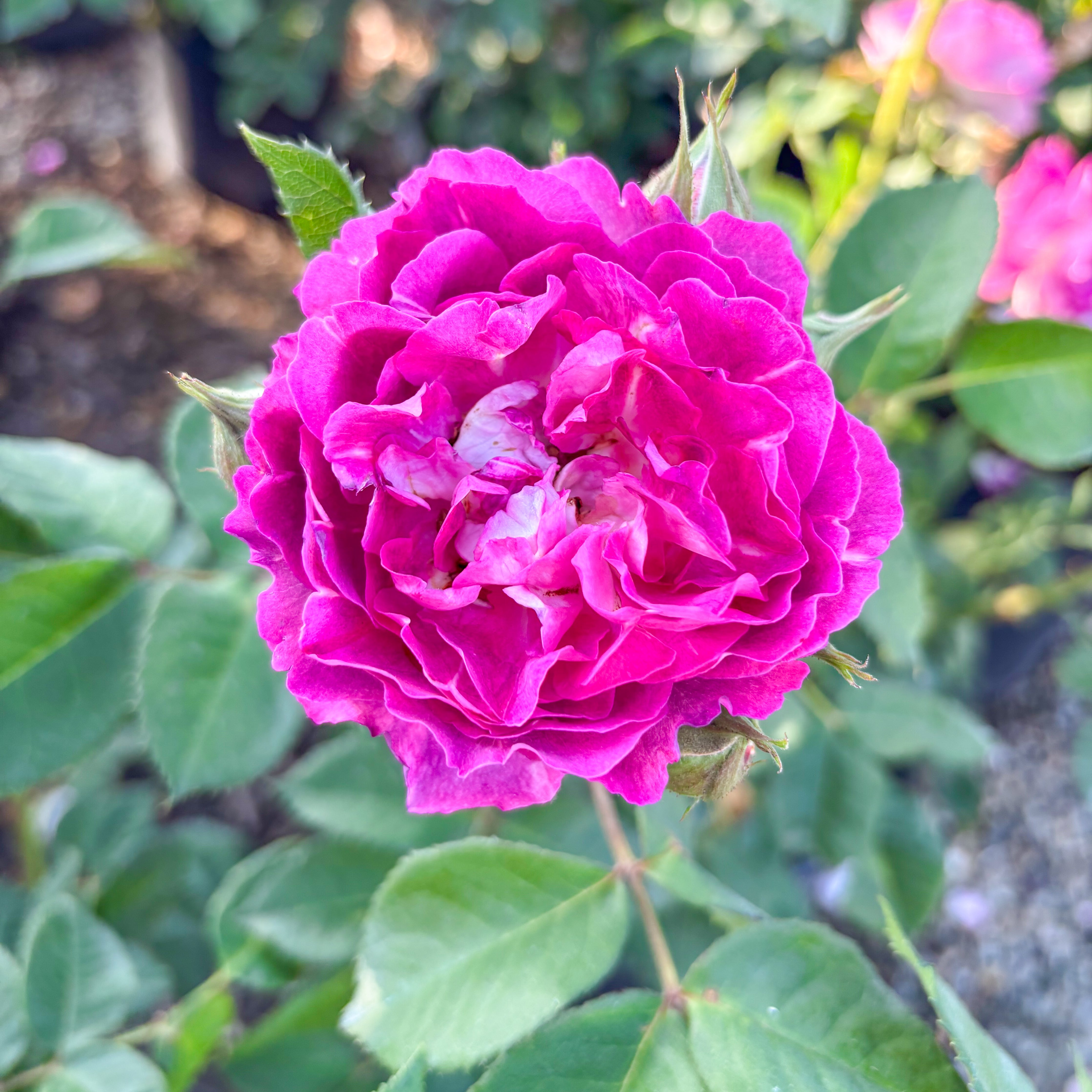 Cosmic Clouds™ Bare Root Climbing Rose