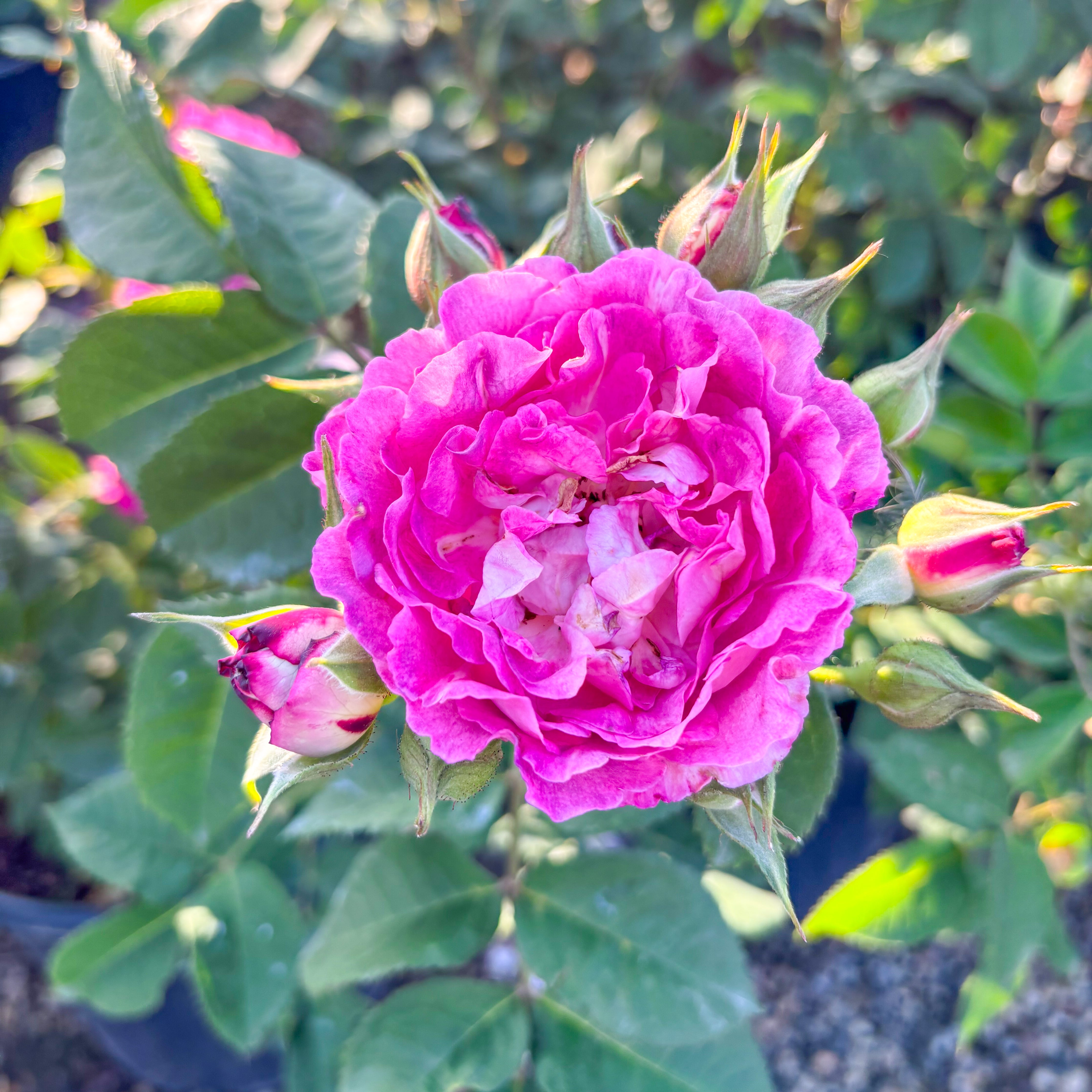Cosmic Clouds™ Bare Root Climbing Rose