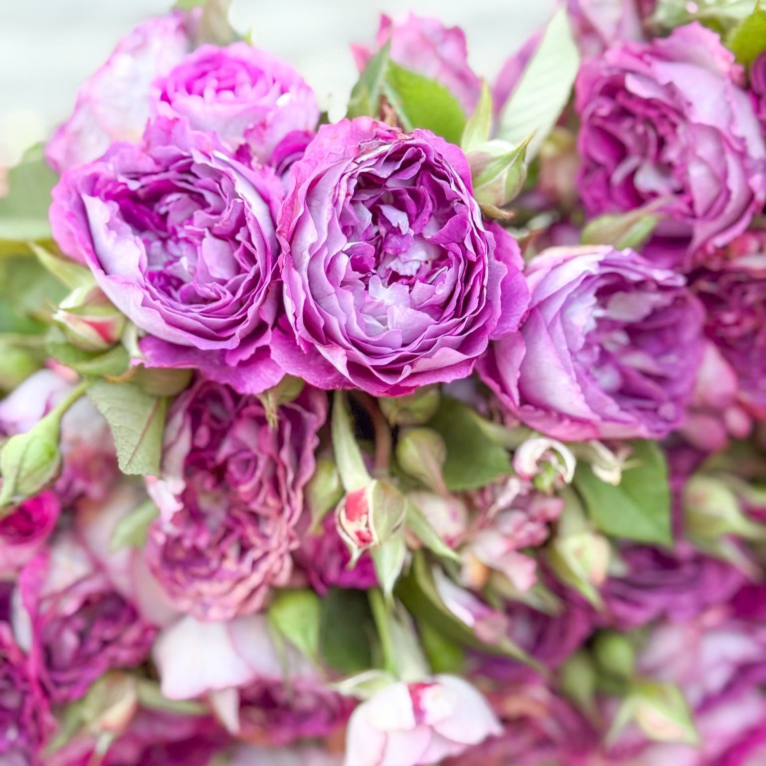 Cosmic Clouds™ Potted Rose Bush