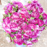 Cosmic Clouds™ Bare Root Climbing Rose