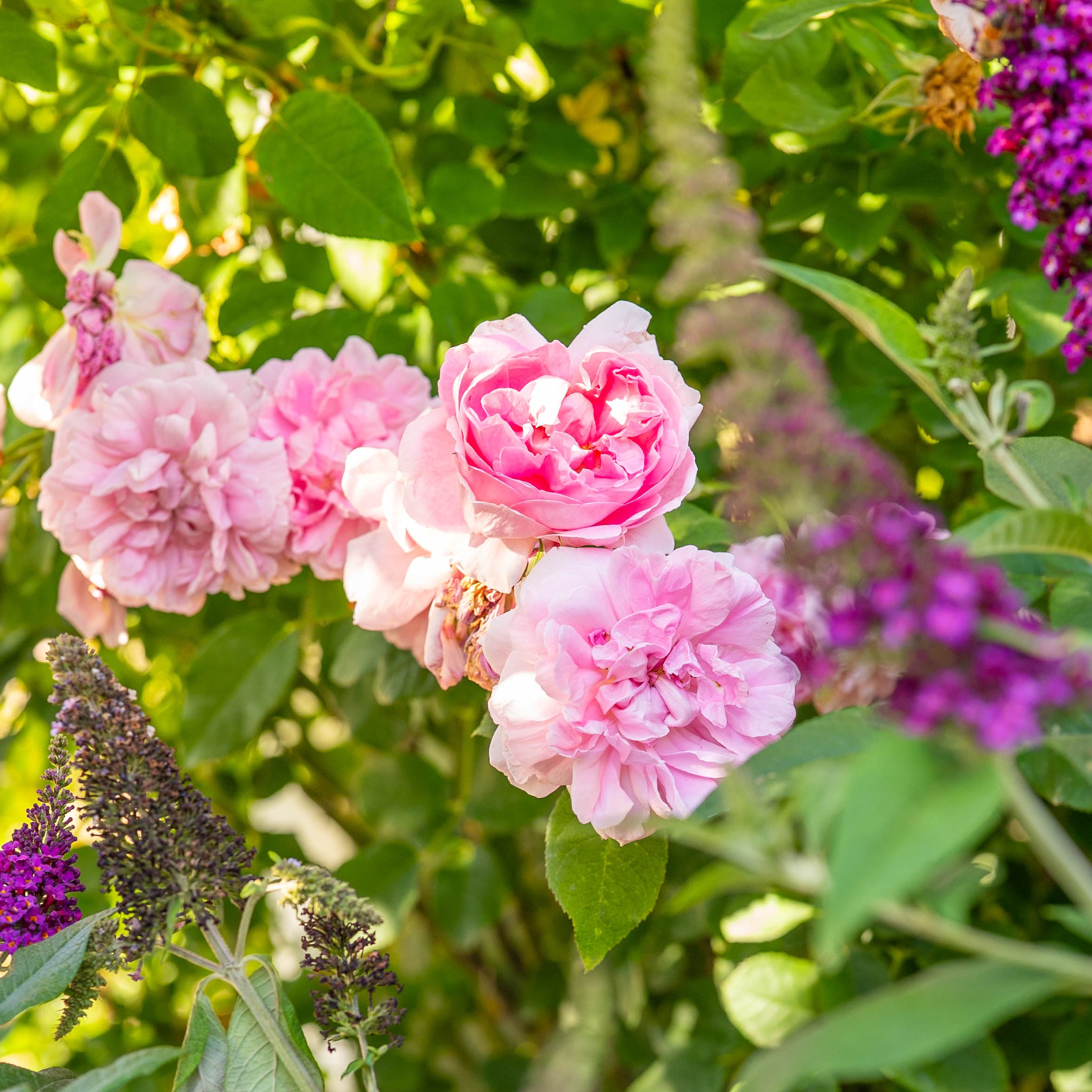 Floral garden with pink and purple flowers in a natural setting