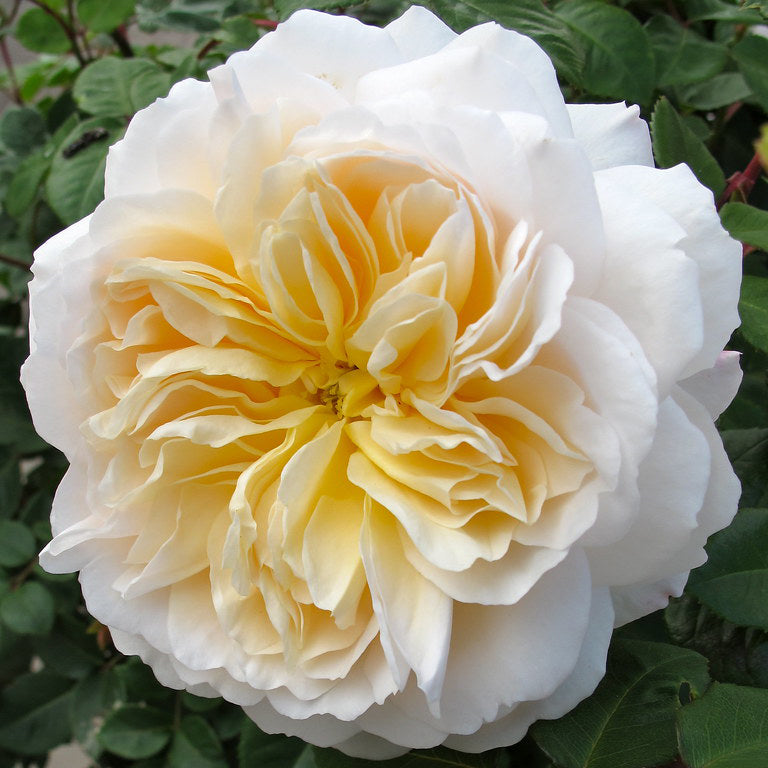 FLASH SALE - 2 Pk David Austin® Crocus Rose