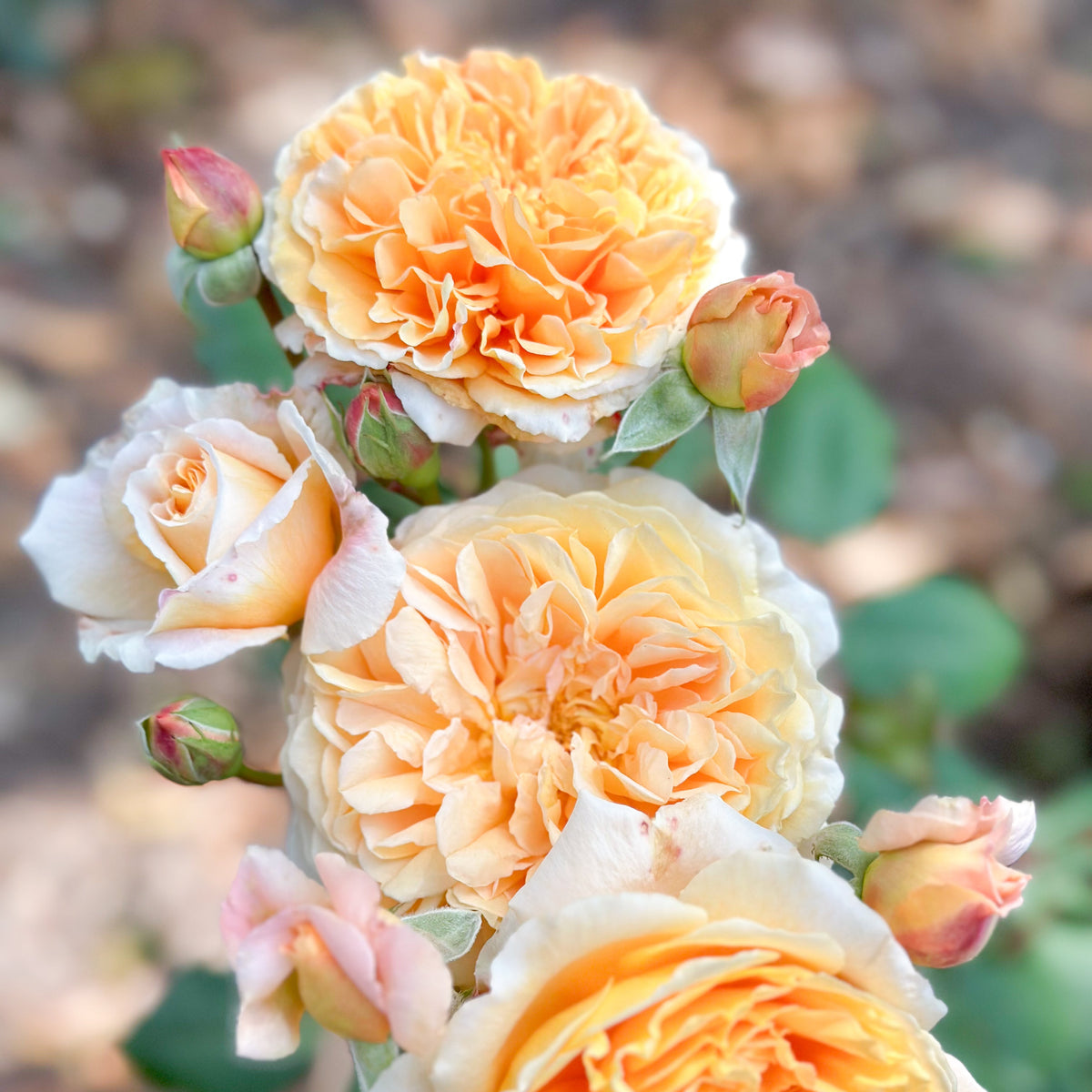 Close-up of peach-colored roses with green leaves on a blurred natural background