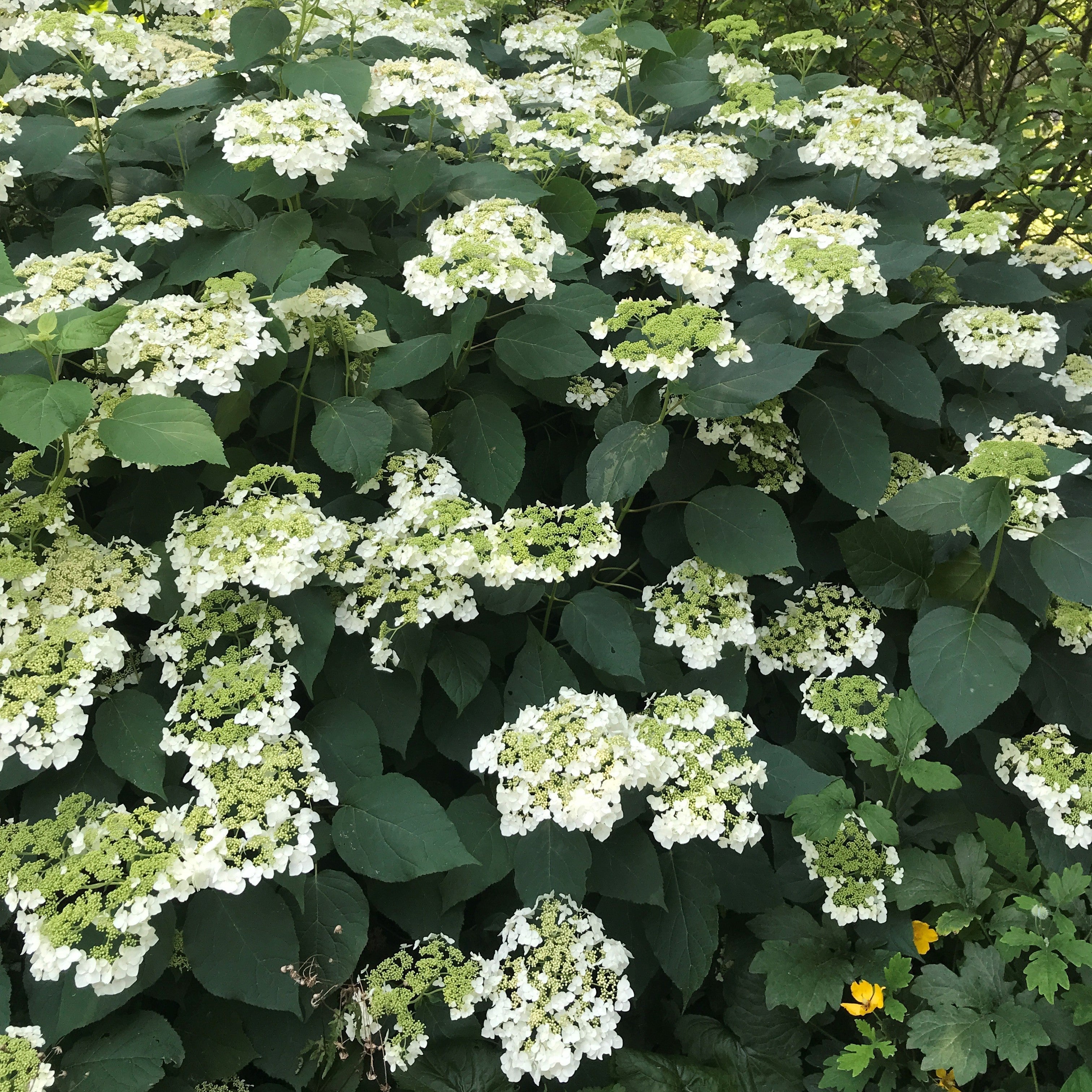 Hydrangea Haas Halo Potted Smooth Hydrangea Bush