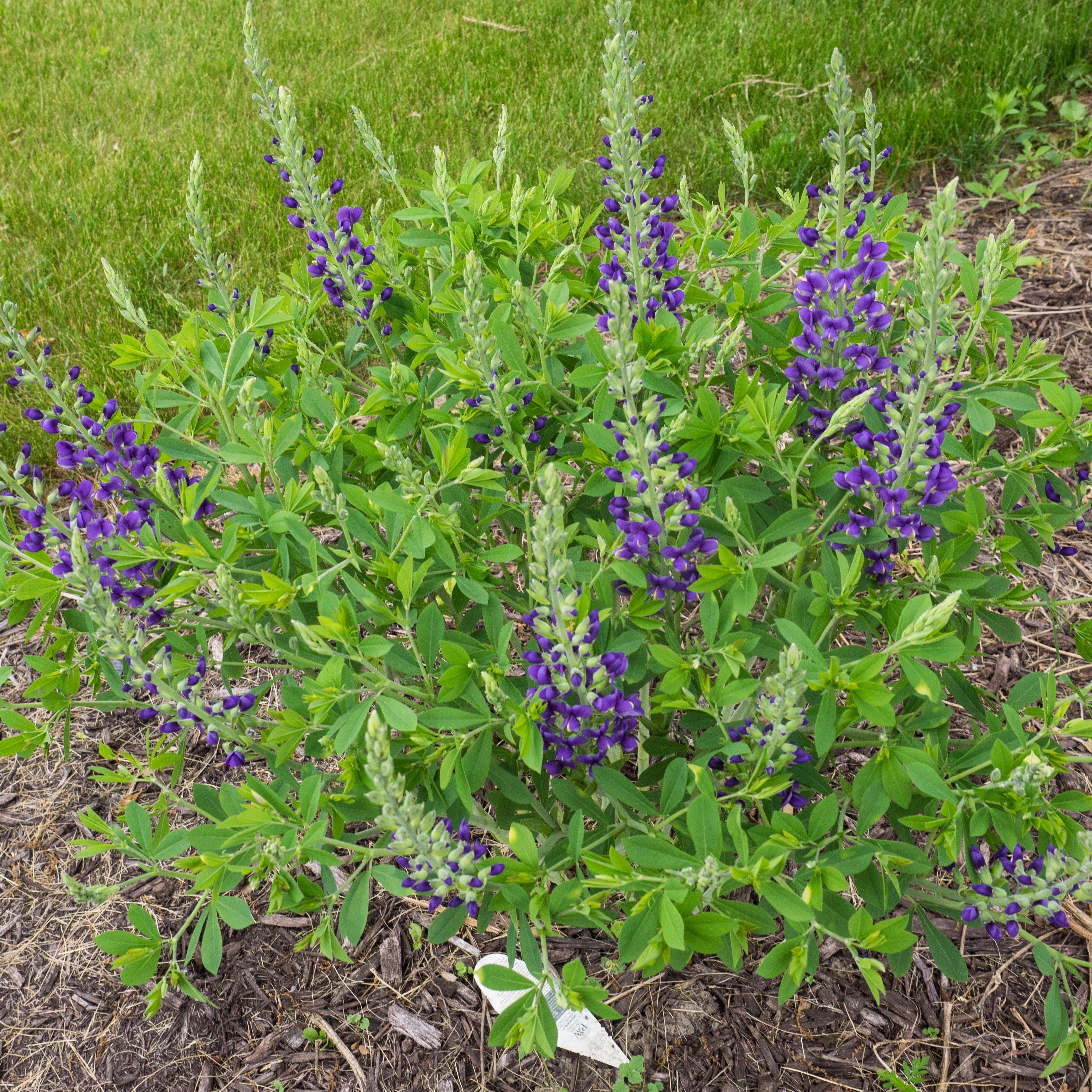 Proven Winners® Baptisia Decadence® Blueberry Sundae Potted False Indigo Plant