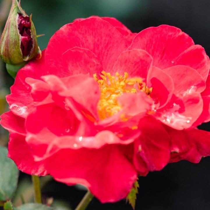 Rose Bloomin' Easy® Cinnamon Hearts™ Potted Rose Bush