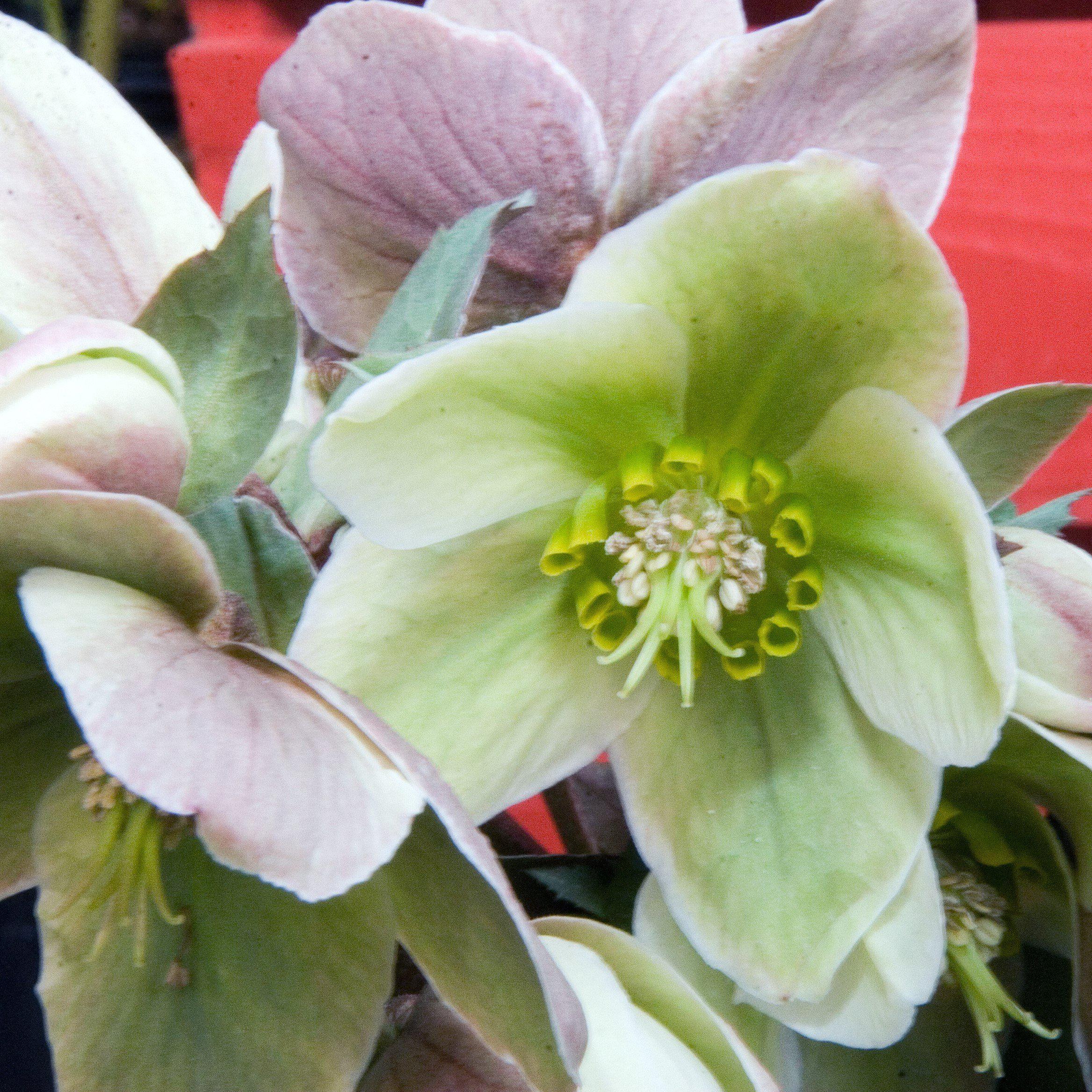 Hellebore Ivory Prince Potted Lenten Rose Plant