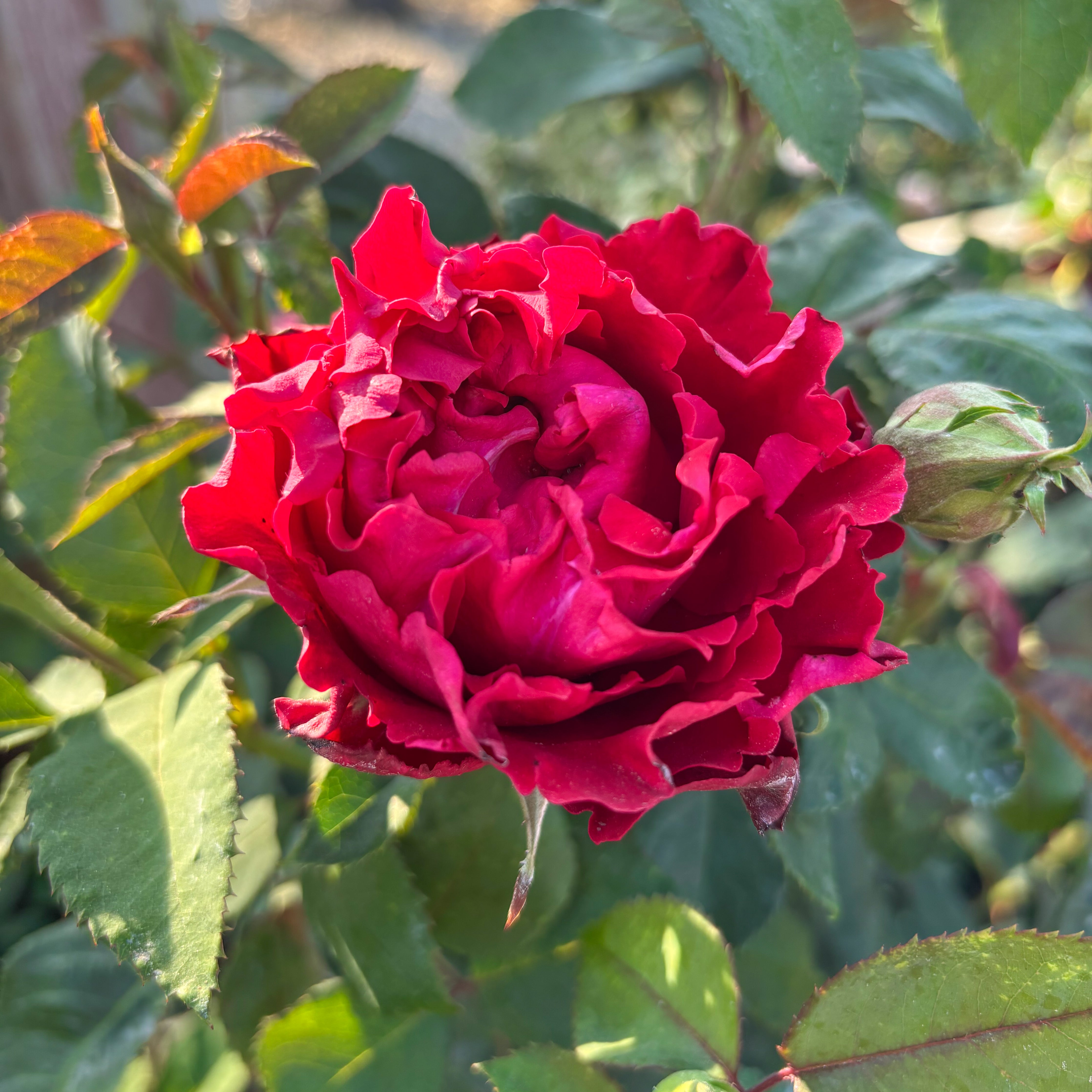Dancing in the Dark™ Potted Rose Bush