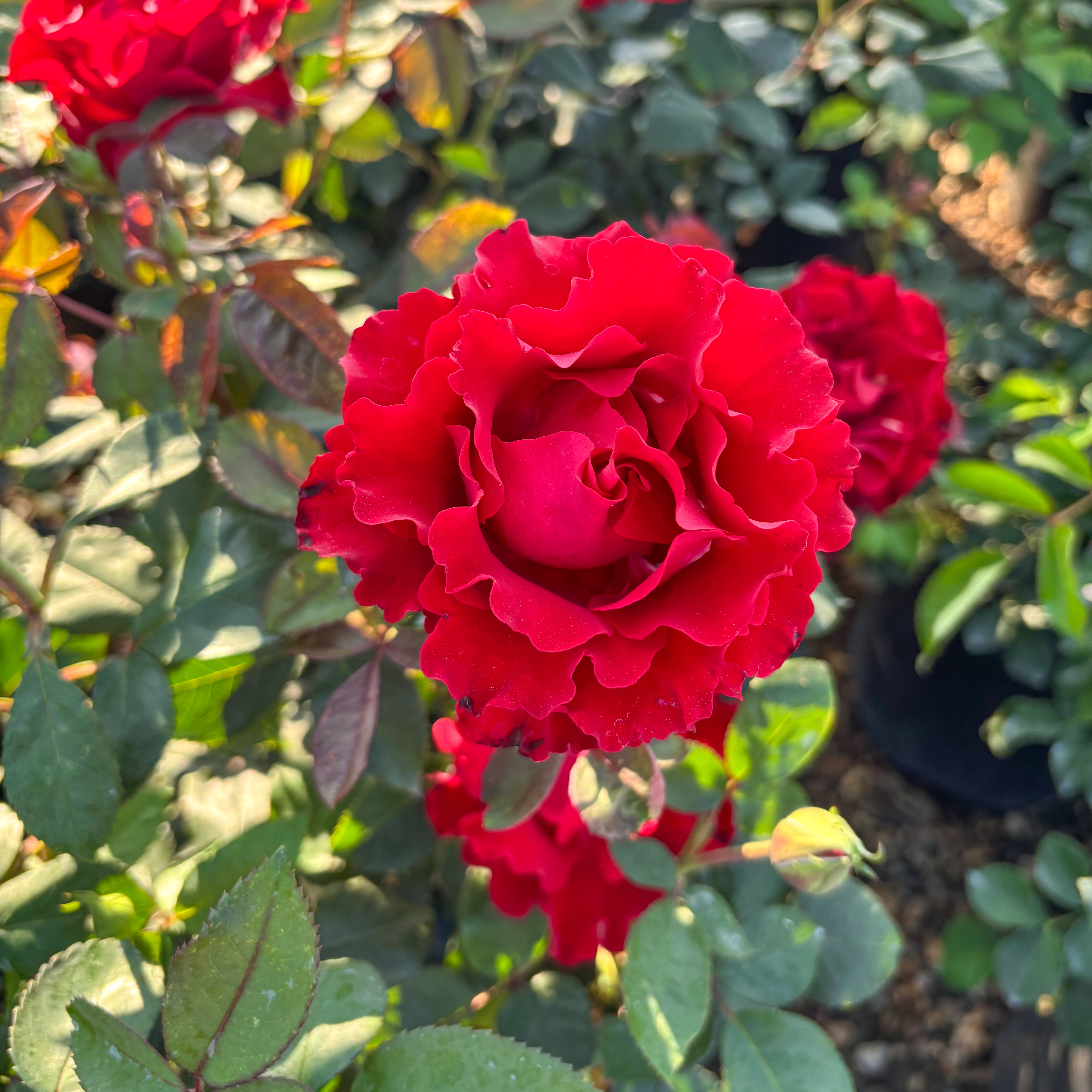 Dancing in the Dark™ Potted Rose Bush