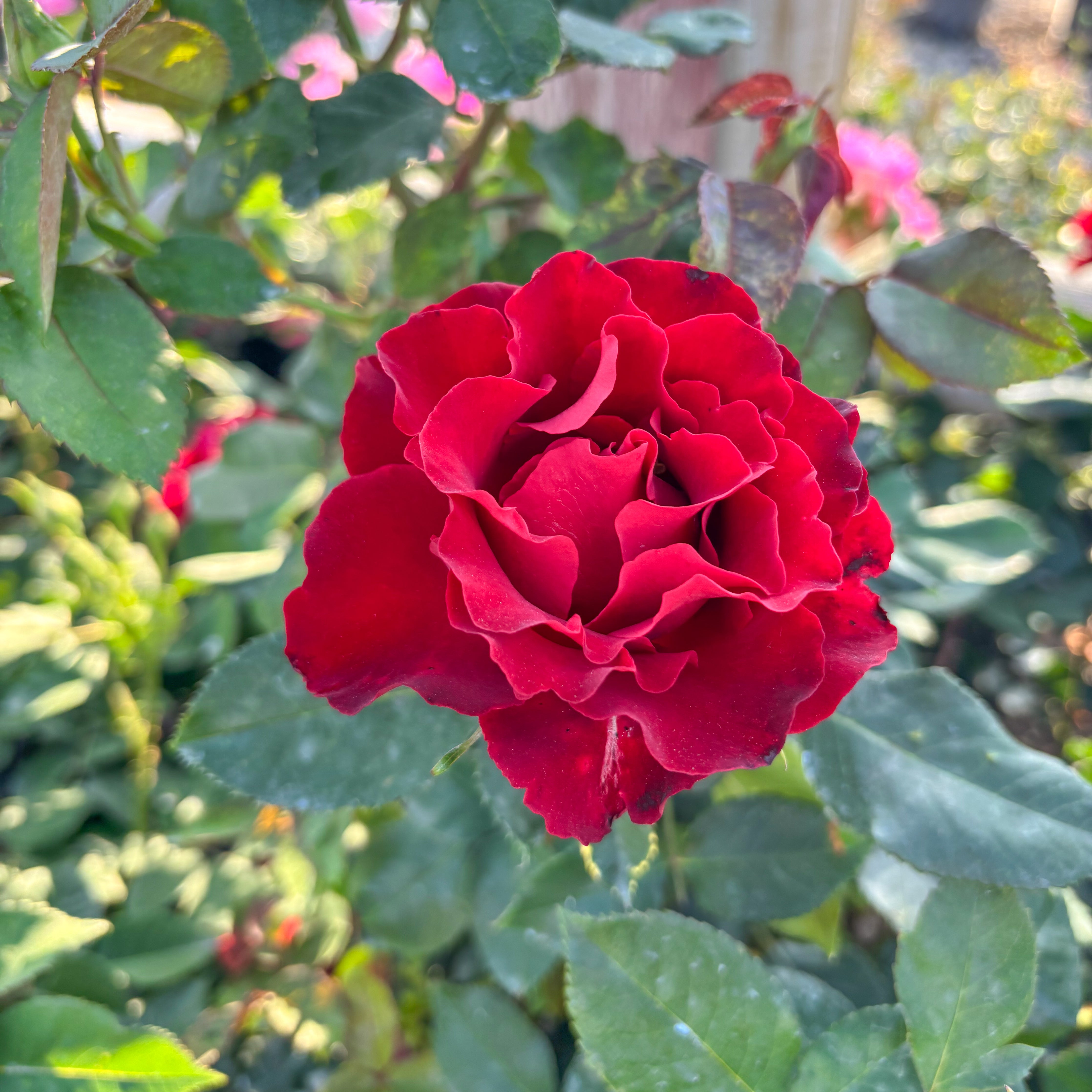 Dancing in the Dark™ Potted Rose Bush