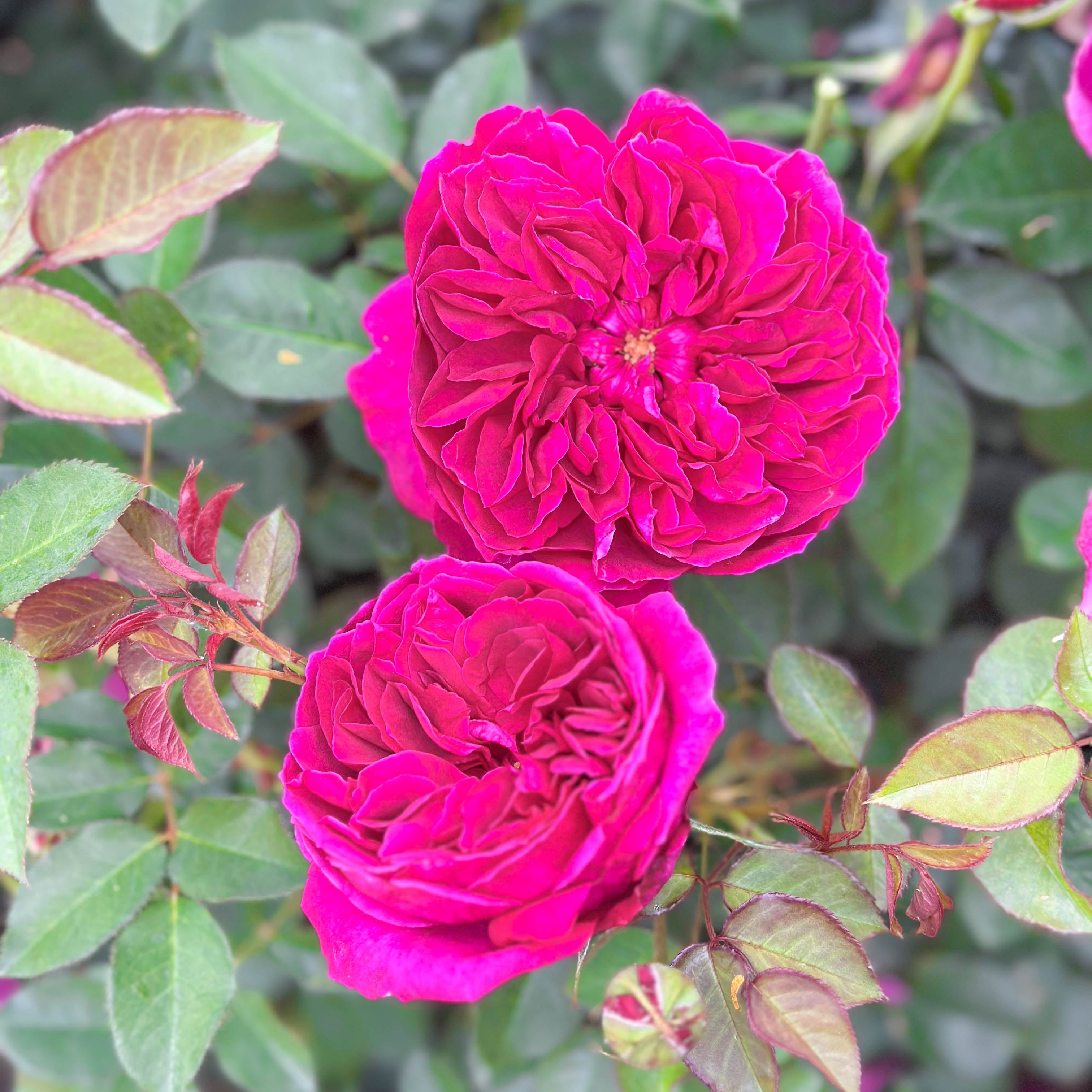 David Austin® Darcey Bussell Potted Rose Bush
