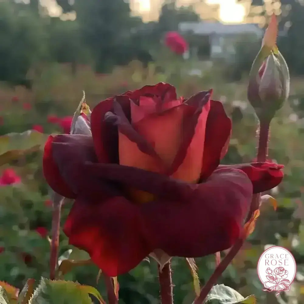 Dark Knight™ Potted Rose Bush