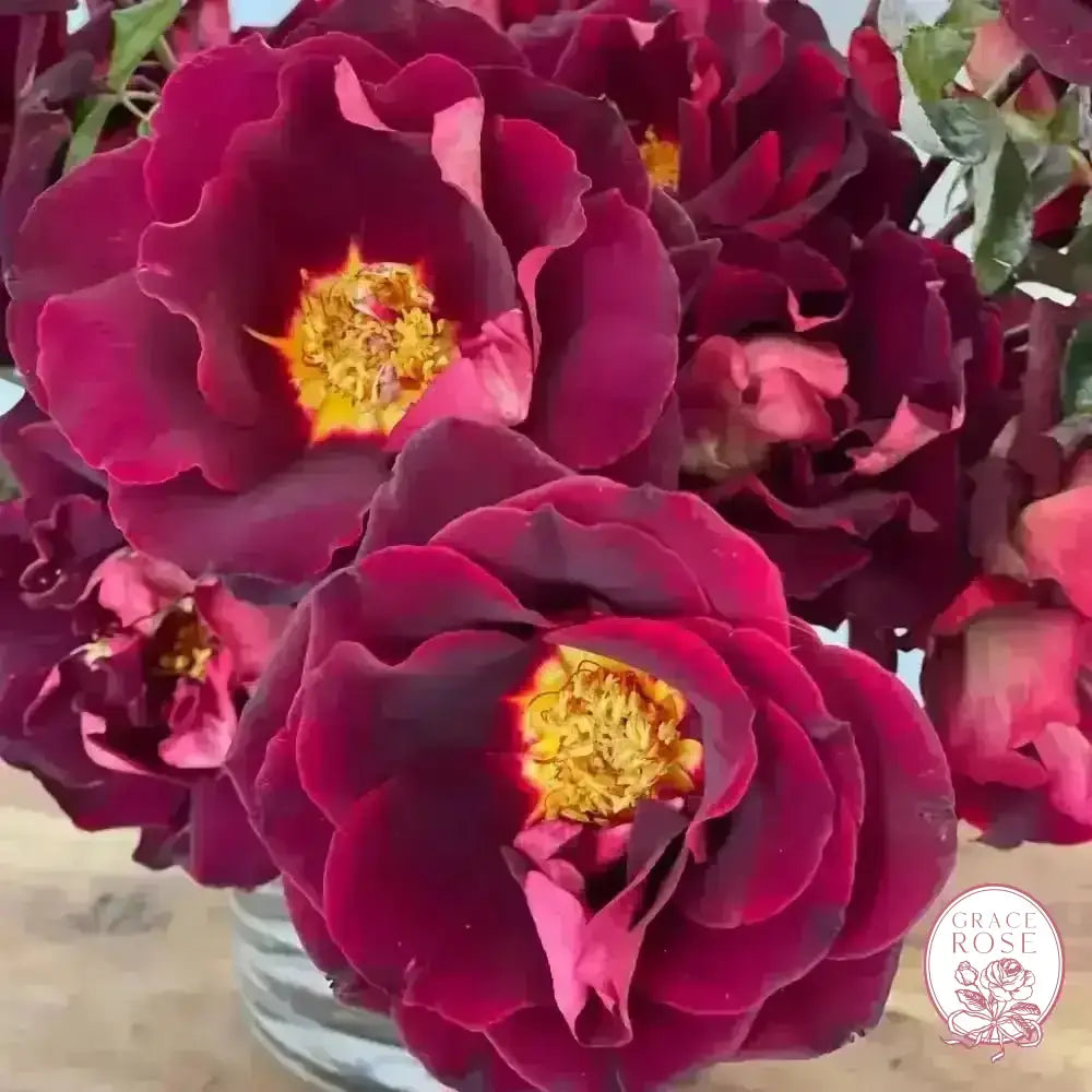 Dark Knight™ Potted Rose Bush