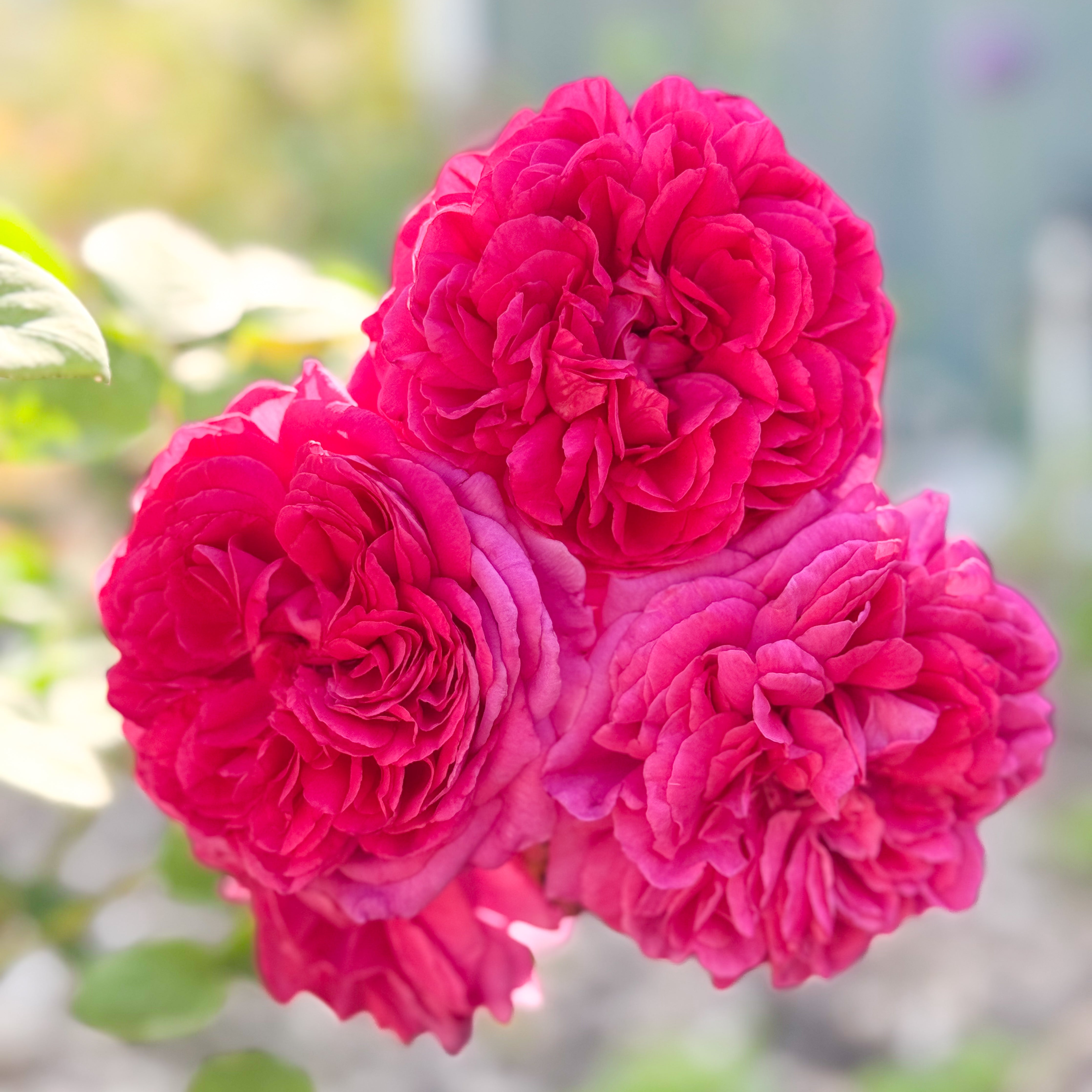 David Austin® The Dark Lady Potted Rose Bush