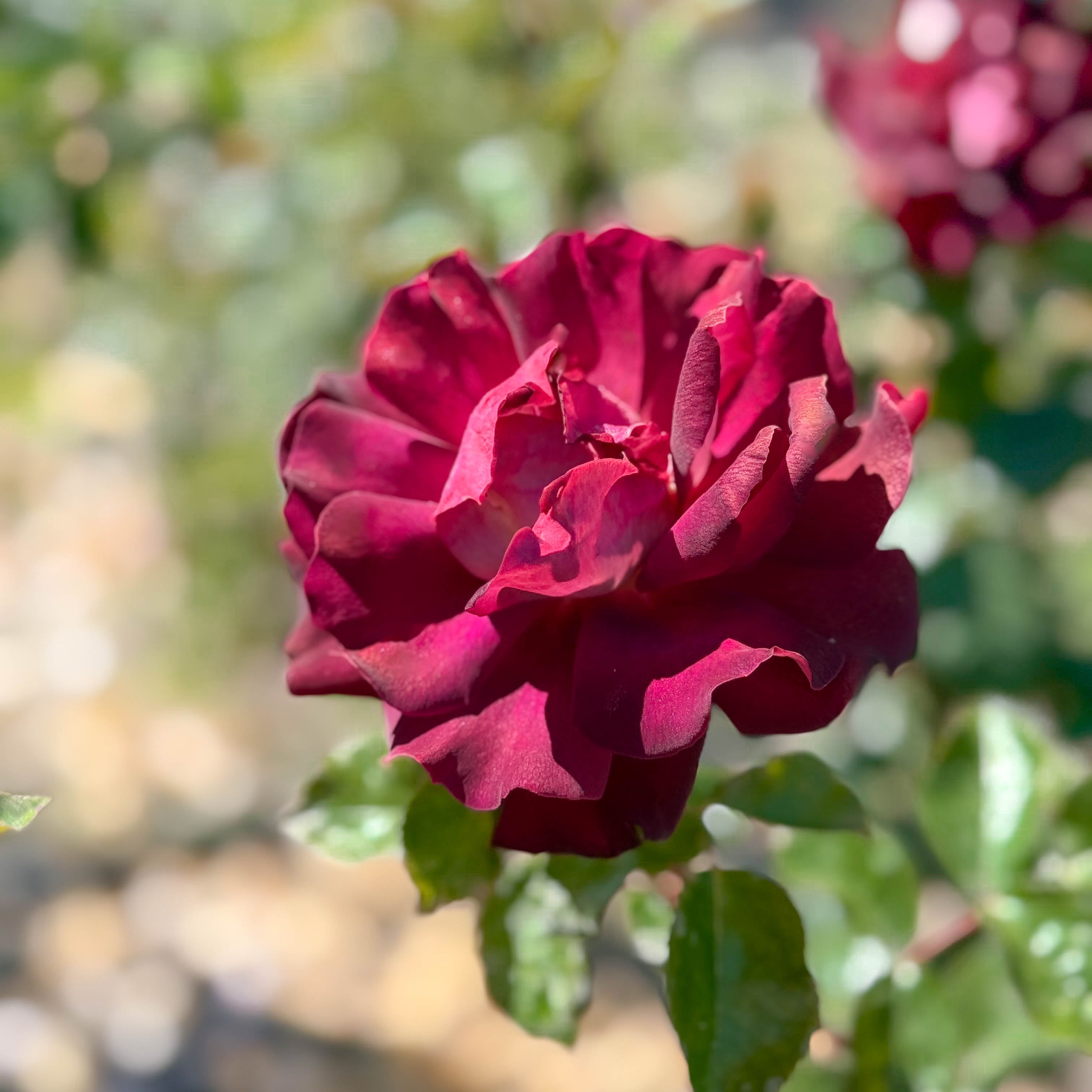 Dark Night™ Bare Root Rose Bush