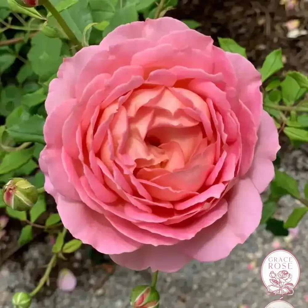 David Austin® AUShunter Potted Rose Bush