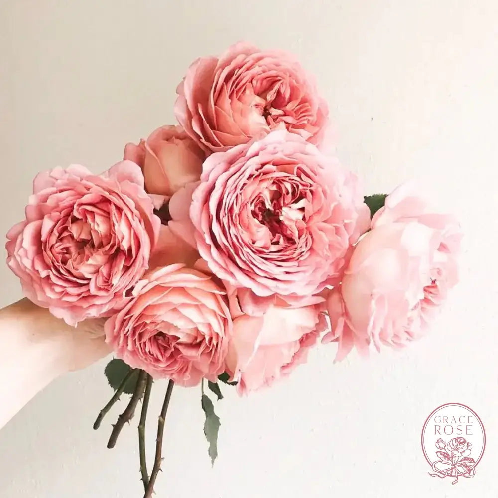 David Austin® AUShunter Potted Rose Bush