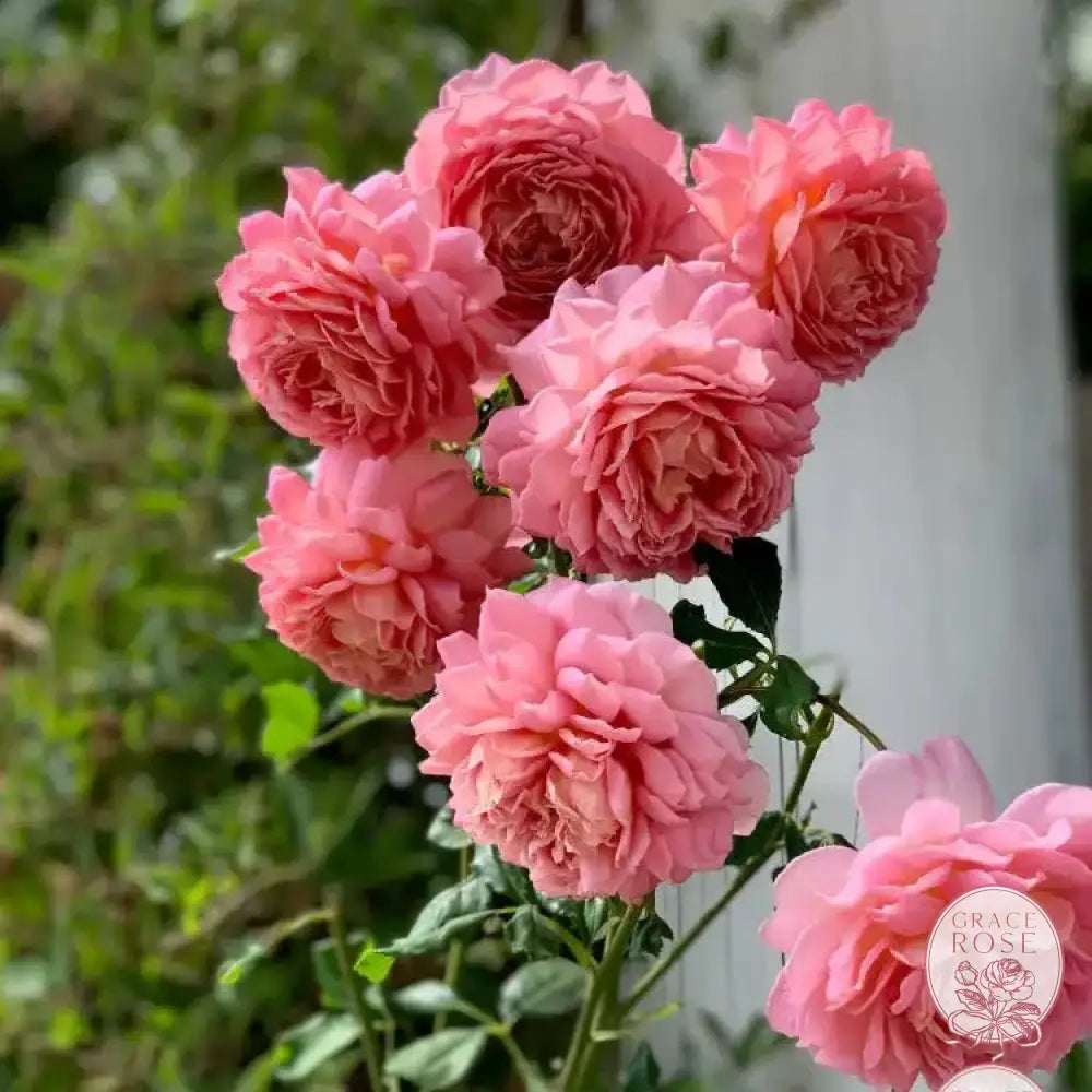 David Austin® AUShunter Potted Rose Bush