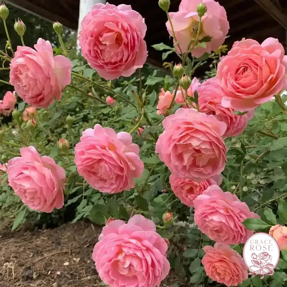 David Austin® AUShunter Potted Rose Bush