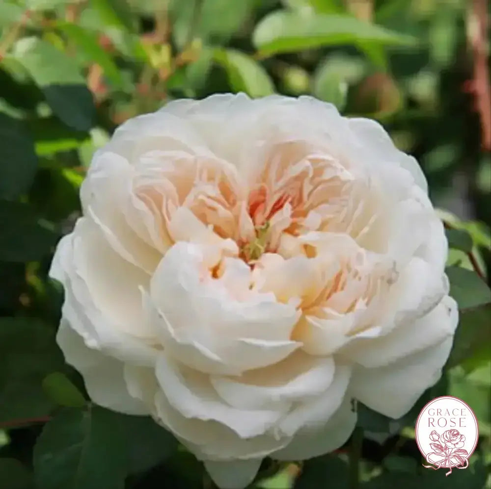 David Austin® Glamis Castle Potted Rose Bush