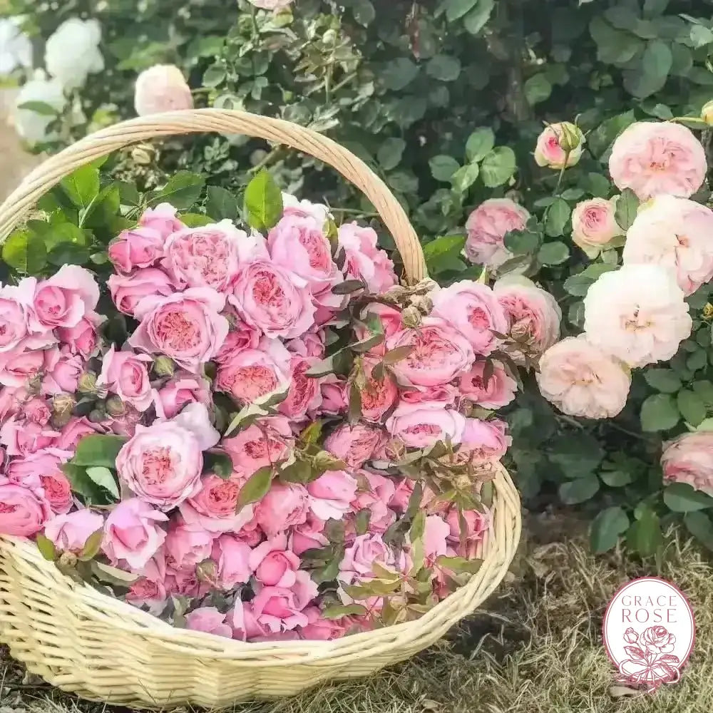 David Austin® The Alnwick Rose® Potted Rose Bush - Grace Rose Farm