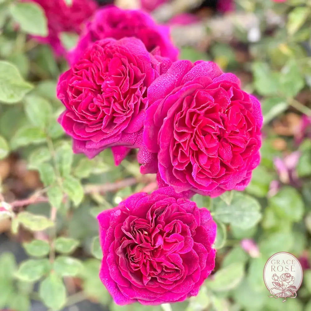 David Austin® The Dark Lady Potted Rose Bush