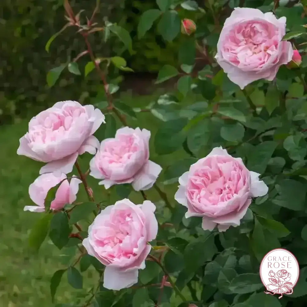 Gracie's Private Collection - David Austin® Wisley 2008 Potted Rose Bush