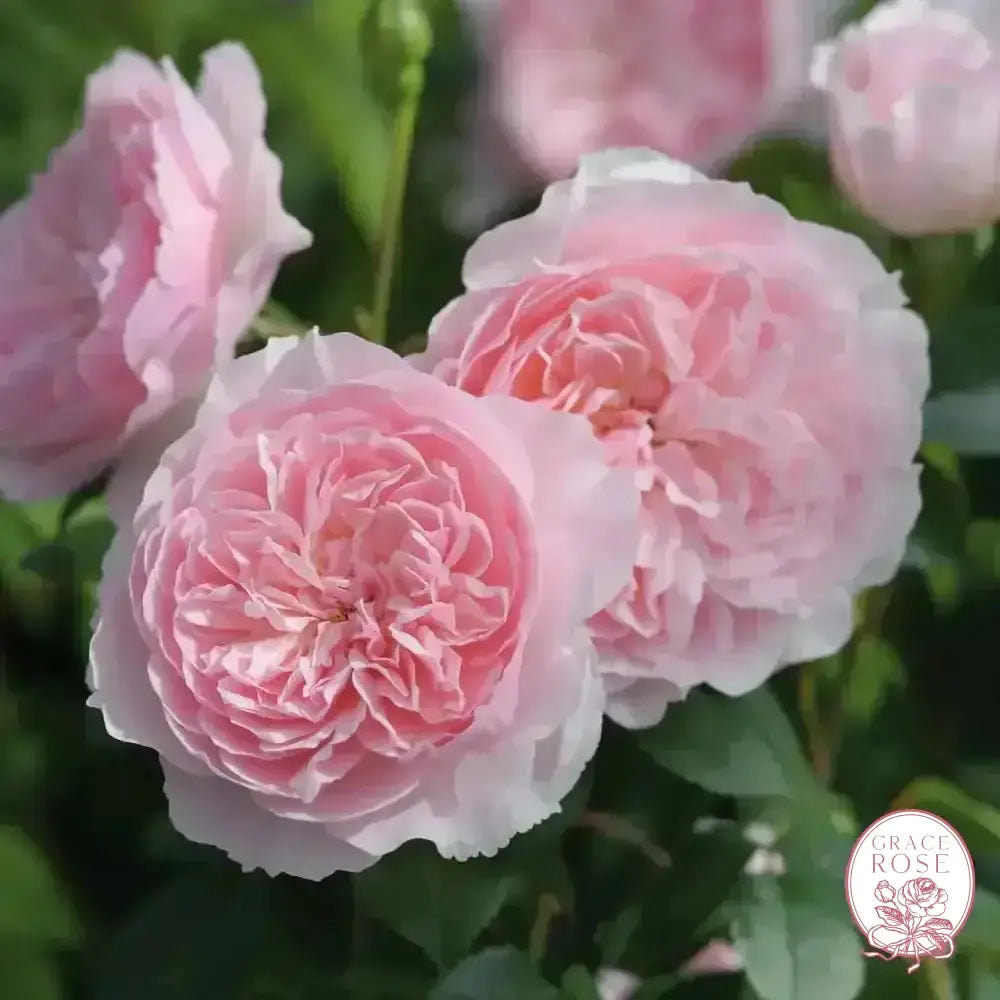 Gracie's Private Collection - David Austin® Wisley 2008 Potted Rose Bush