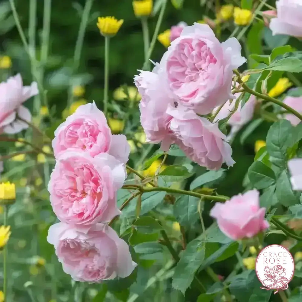 Gracie's Private Collection - David Austin® Wisley 2008 Potted Rose Bush