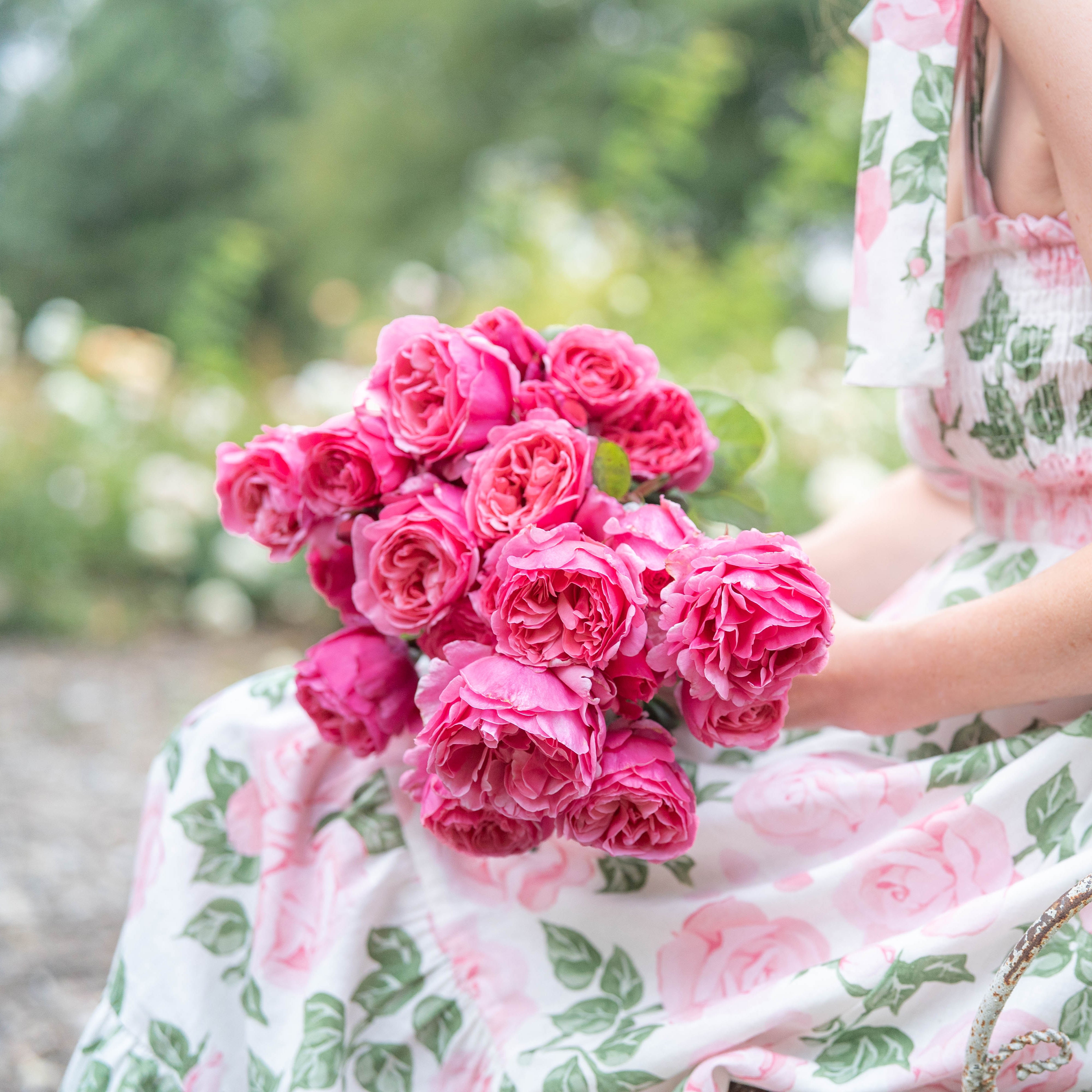 Dee-Lish® Bare Root Rose Bush