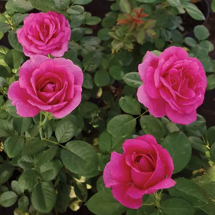 Della Reese ™ Potted Rose Bush