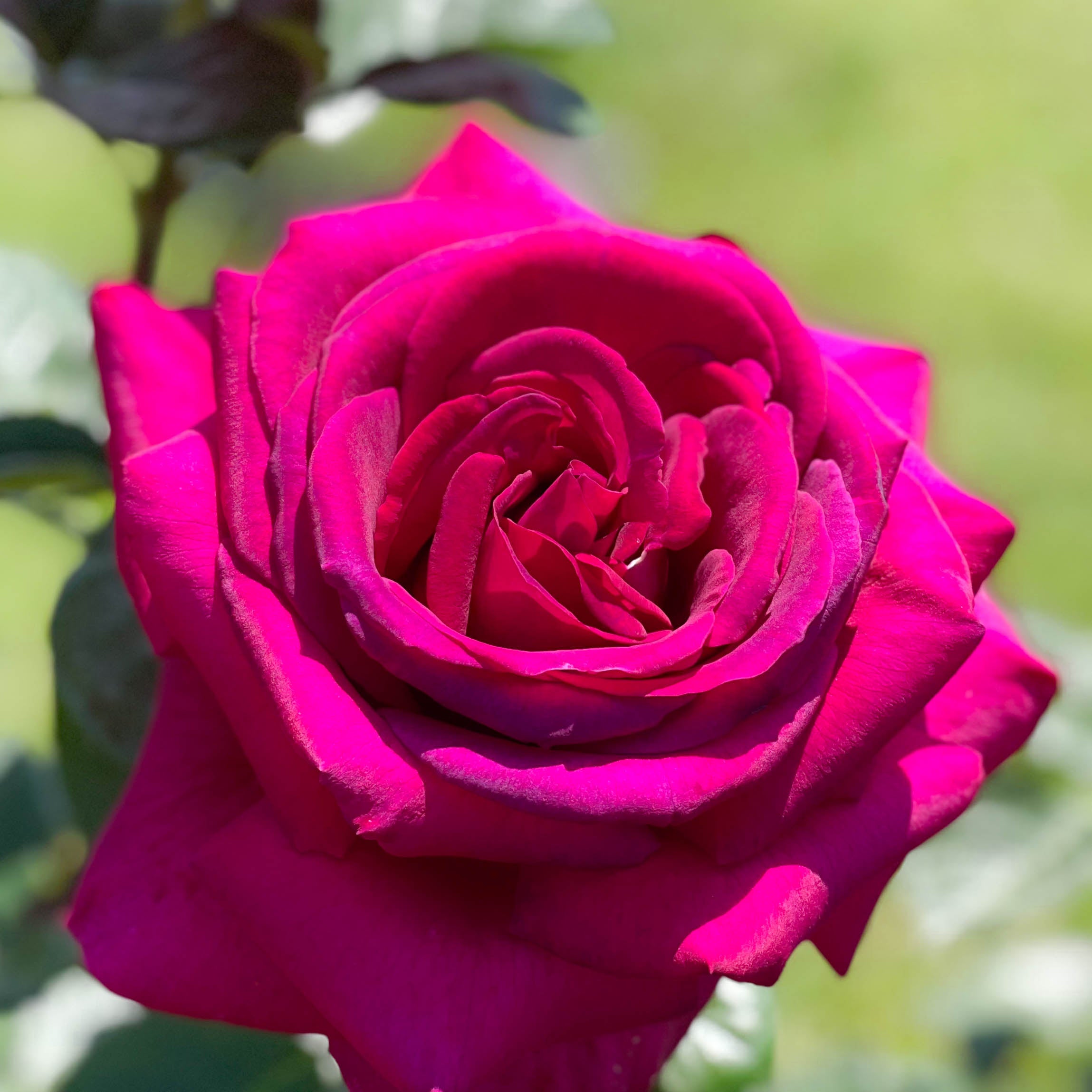 Della Reese Rose | Floribunda Rose Bush | Grace Rose Farm