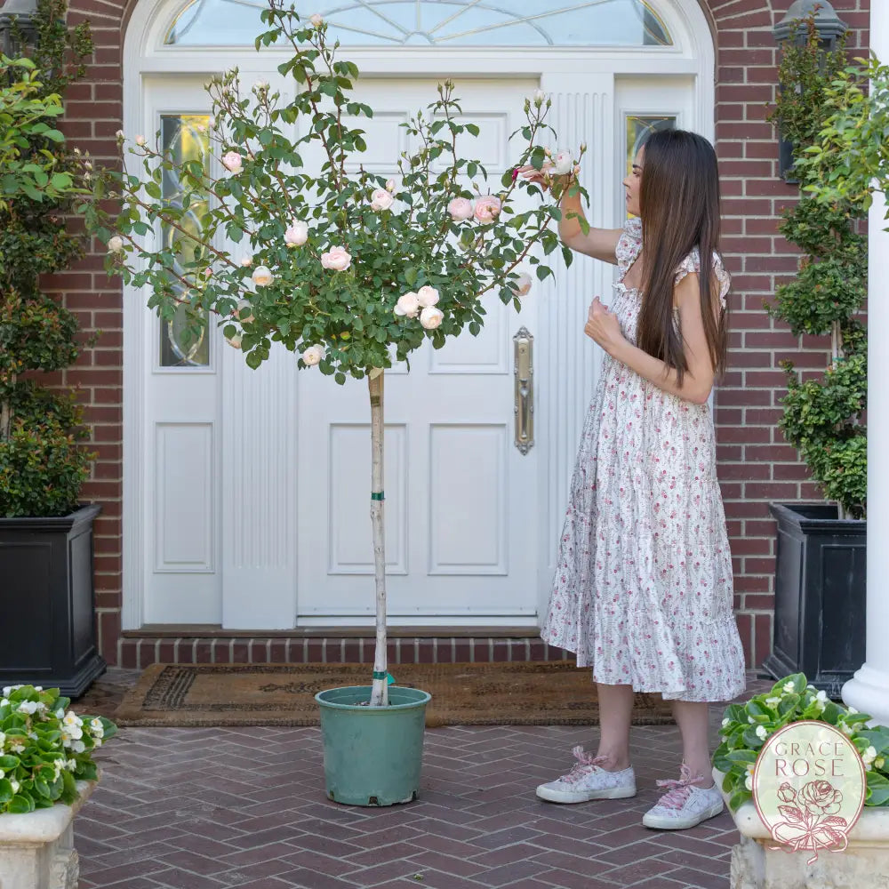 Desdemona™ 36” Tree Rose Bush 2 Year Old Bare Root Tree Rose BUSHES