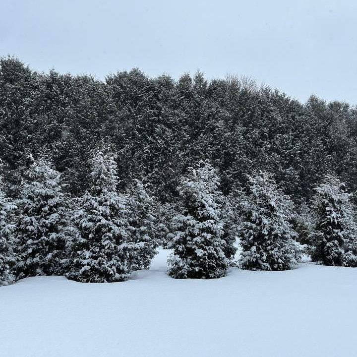 Proven Winners® Arborvitae Sasquatch™ Dark Green Potted Arborvitae