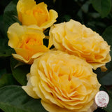 Doris Day Potted Tree Rose