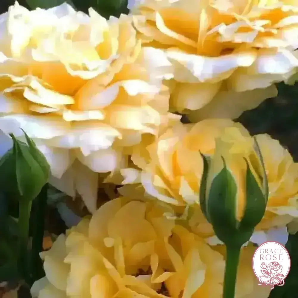 Doris Day Potted Tree Rose