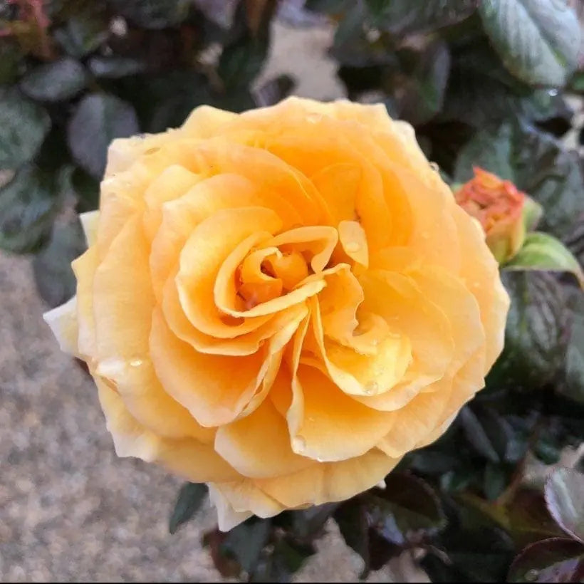 Doris Day Bare Root Tree Rose